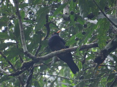 Turdus flavipes