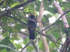Turdus flavipes