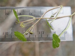 Hydrocotyle pterocarpa