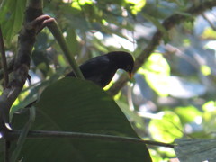 Turdus flavipes