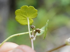 Hydrocotyle pterocarpa