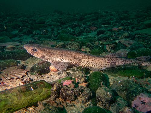 Scyliorhinus canicula