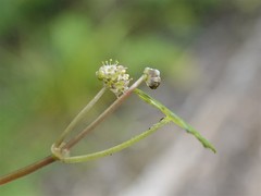 Hydrocotyle pterocarpa