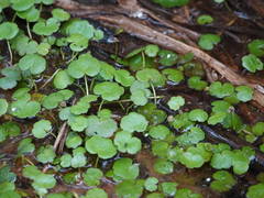 Hydrocotyle pterocarpa