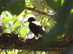 Turdus flavipes
