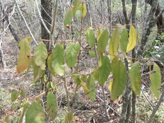 Glochidion billardierei