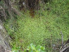 Hydrocotyle pterocarpa
