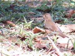 Turdus flavipes