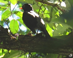 Turdus flavipes