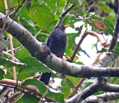 Turdus flavipes