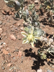 Huidobria fruticosa