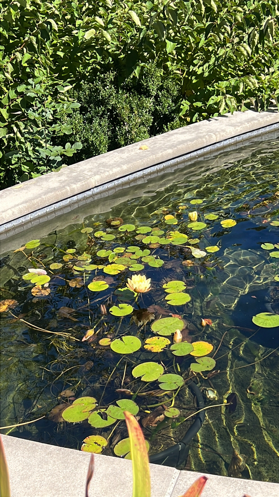 Nymphaea