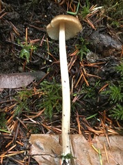 Entoloma hirtipes