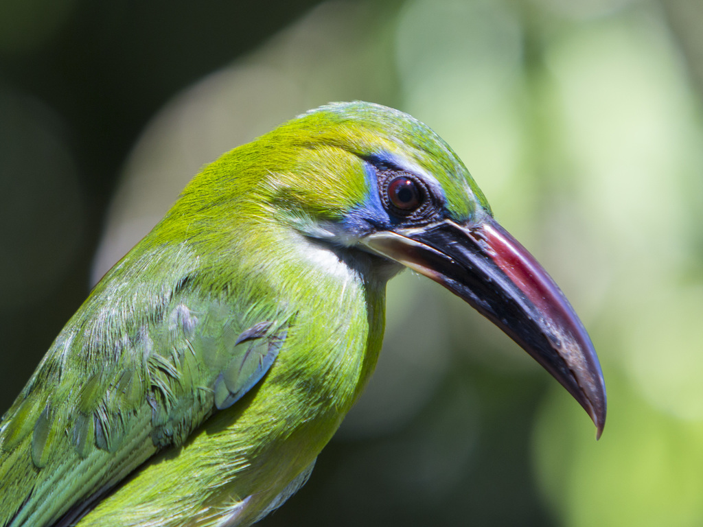 Groove-Billed Toucanet