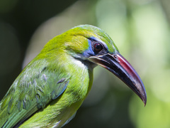 Aulacorhynchus sulcatus