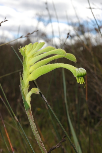 Anigozanthos viridis, photograph 4