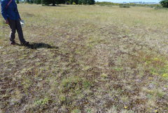 Rytidosperma clavatum