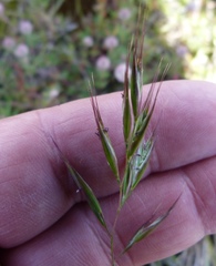 Rytidosperma clavatum