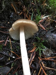 Entoloma hirtipes