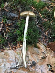 Entoloma hirtipes