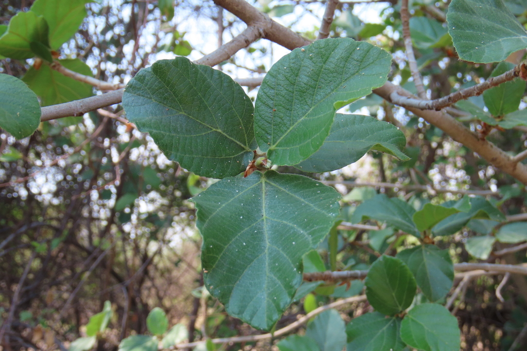 Ultimatum Tree sycamore fig from Zambezi Region, Namibia on October 23, 2025 at 09:34 ...