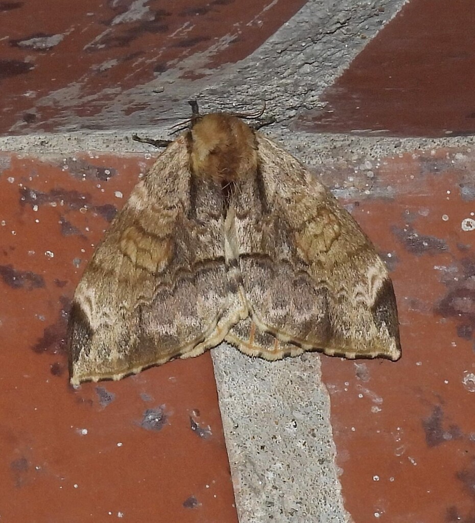 Molippa rivulosa