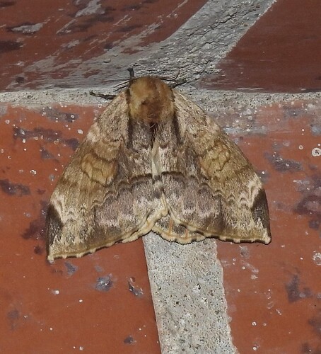 Molippa rivulosa