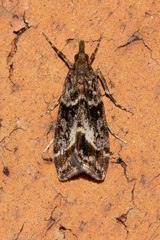 Eudonia legnota