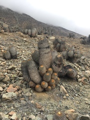 Copiapoa gigantea