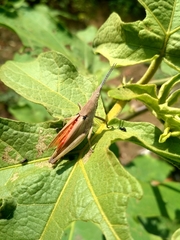 Orthoptera