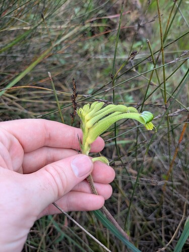 Anigozanthos viridis, photograph 5