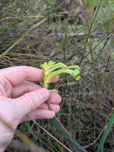 Anigozanthos viridis, photograph 6