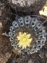 Copiapoa gigantea