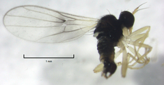 Isodrapetis nitidula