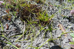 Zoysia minima