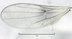 Isodrapetis nitidula