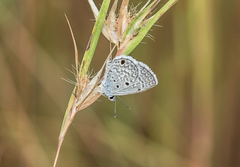 Hemiargus