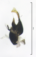 Isodrapetis nitidula