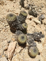 Copiapoa decorticans