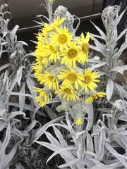 Senecio niveoaureus