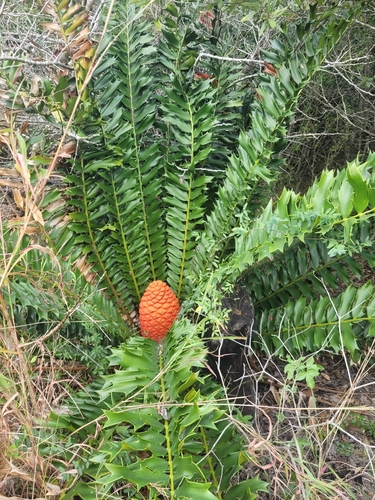 Encephalartos ferox