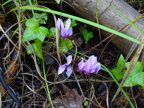 Ivy-leaved cyclamen