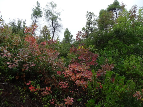 Smokebush