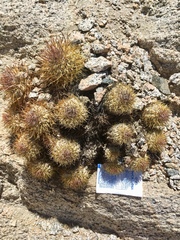 Copiapoa ahremephiana