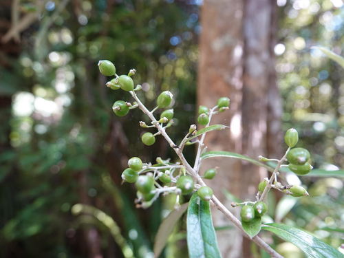 Corokia buddleioides (Corokia buddleioides)