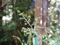 Corokia buddleioides buddleioides