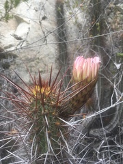 Trichocereus deserticola