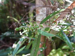 Corokia buddleioides buddleioides