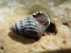 Echinolittorina interrupta