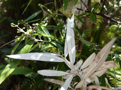 Corokia buddleioides buddleioides